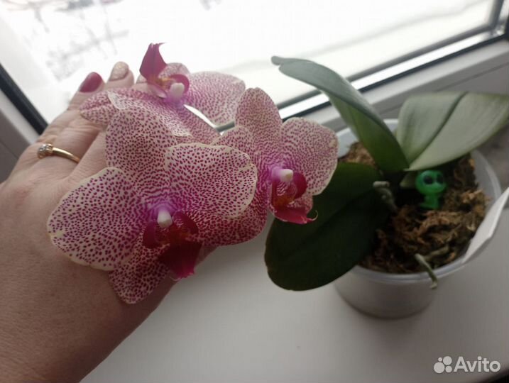 Орхидеи : парфюмерная фабрика, Сезам, торино