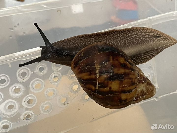 Улитки плеуродонт экселенс, маргинаты, овум