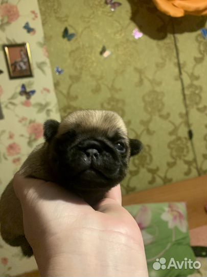 Щенки мопса