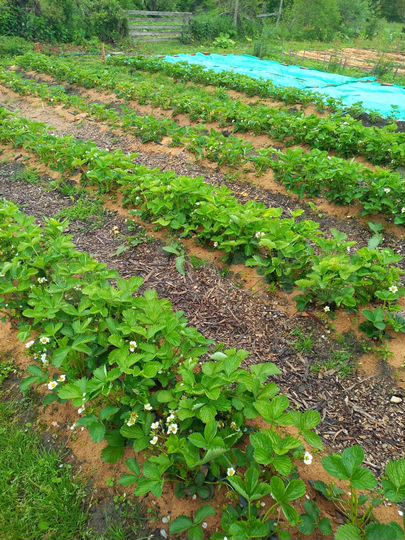 Дом 37,1 м² на участке 23 сот.