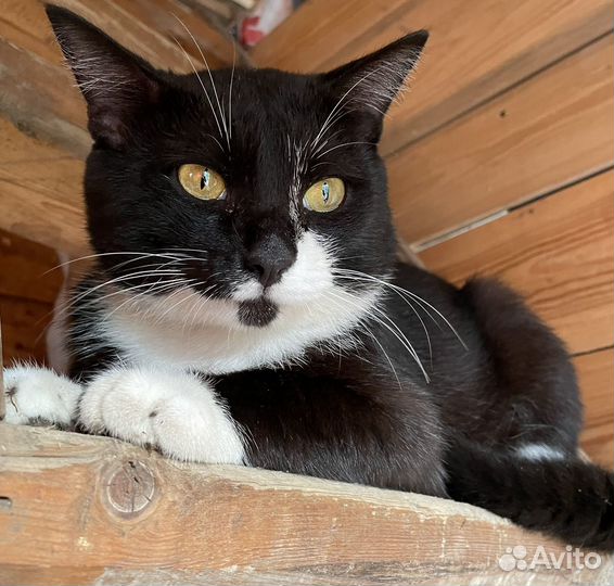 Отдам кота в добрые руки