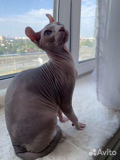 Сфинкс двэльф - вязка