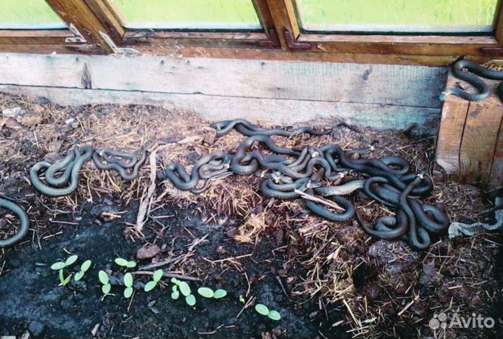 Уничтожение клещей, комаров, ос, короеда, борщевик