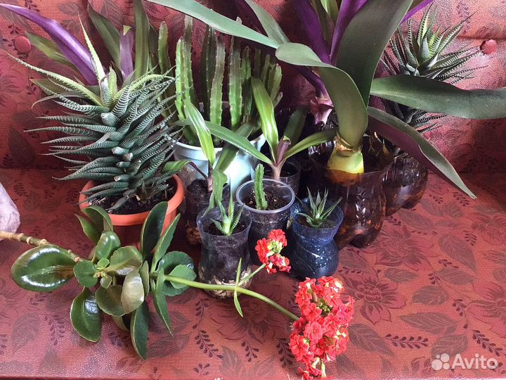 Папоротник, каланхоэ