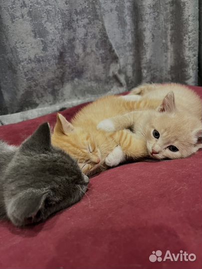 Котята домашние