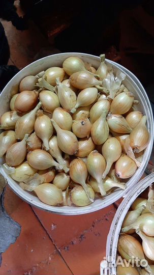 Лук семейный