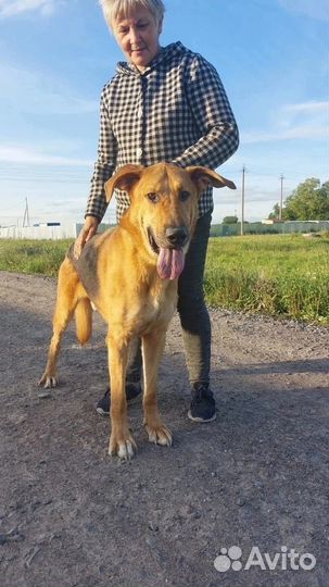 Собака Гриша