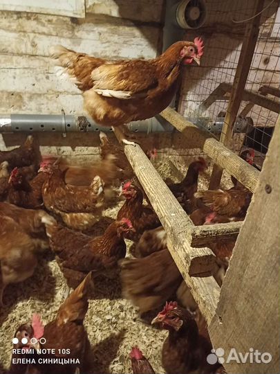Куры молодки несушки