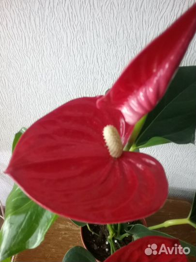 Антуриум сортовой