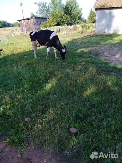 Бык, корова