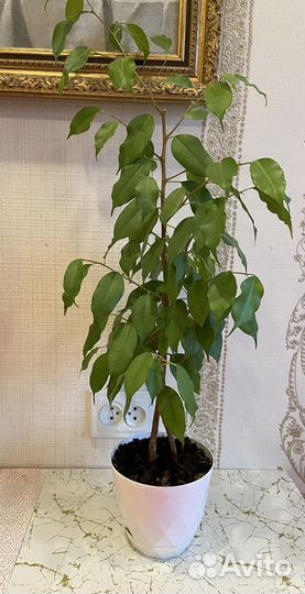 Фикус бенджамина