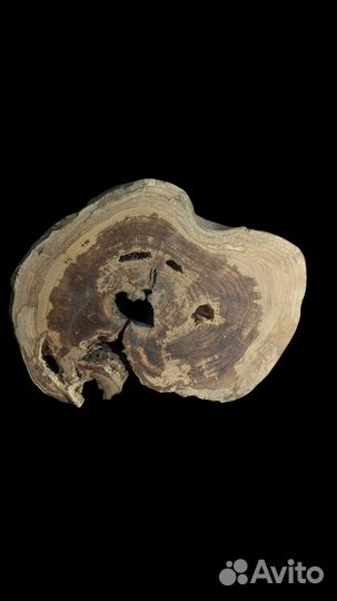 Спил абрикоса для заливки