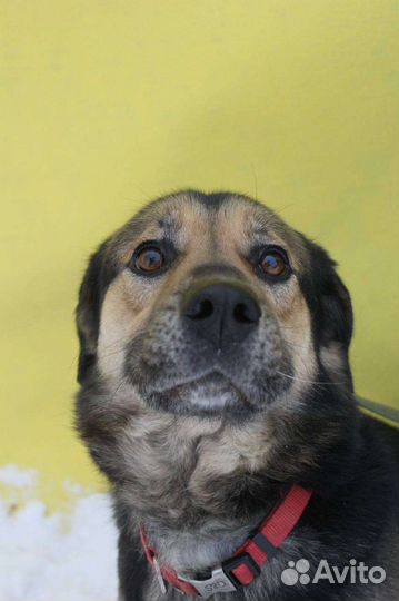 Спасите собаку из приюта