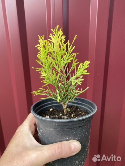 Туя западная голден смарагд