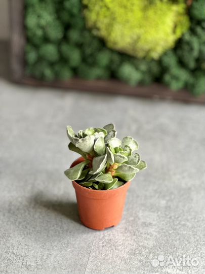 Адромискус купера Adromischus Cooperii 5см