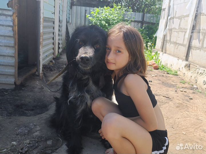 Отдам в добрые руки девочку спаниель 2 года