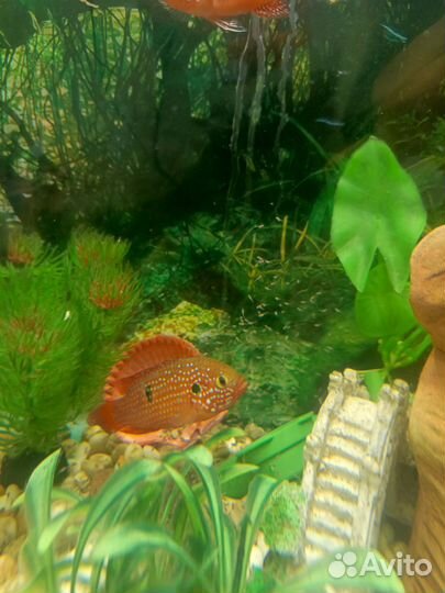 Мальки рыбок