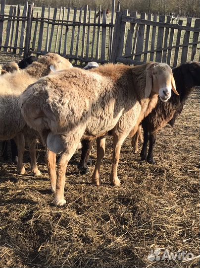 Курдючные бараны овцы