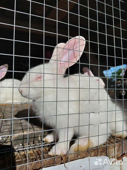 Кролик Чистокровный Хиколь