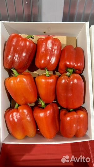 Перец болгарский