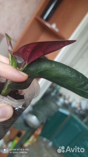 Сингониумы