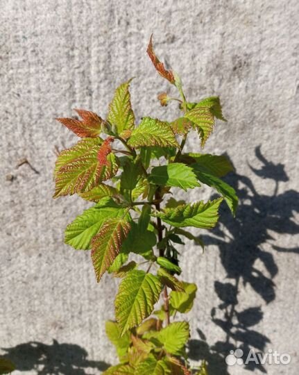 Клен Гиннала Саженцы