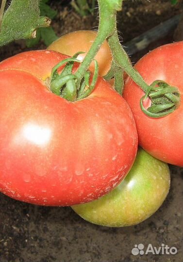 Семена Томата 