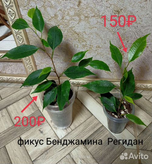 Несколько сортов фикусов