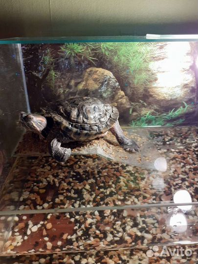 Отдам черепаху