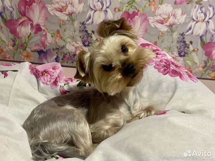 Кобель для вязки