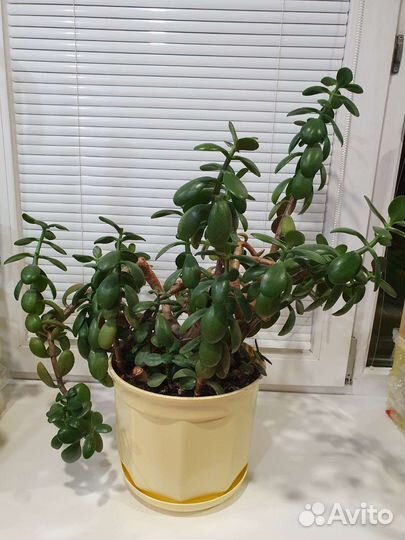 Денежное дерево Толстянка