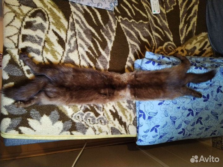 Шкурка соболь воротник