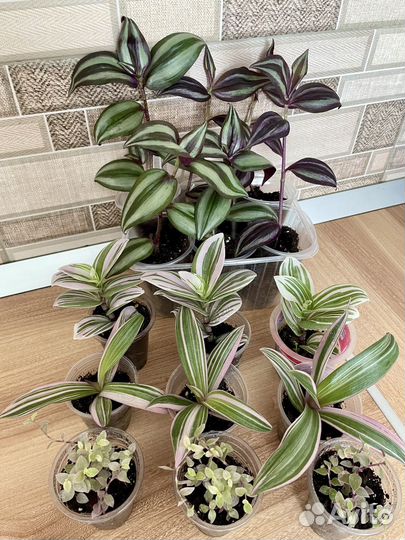 Традесканция разные сорта