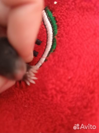 Крыса дамбо (рэкс)