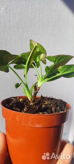 Сингониум Ред спот