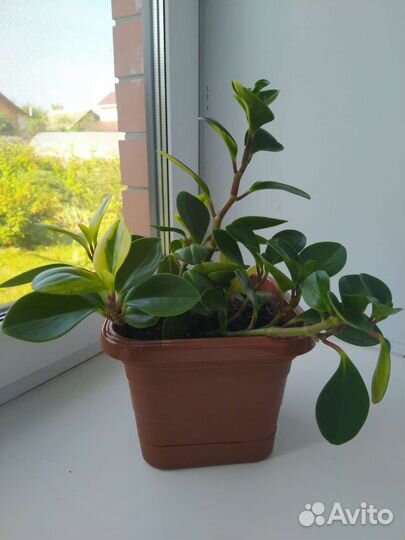 Пеперомия туполистная