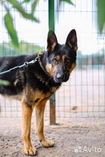Метис овчарка в дар