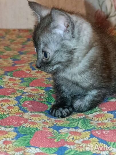 Отдам котят