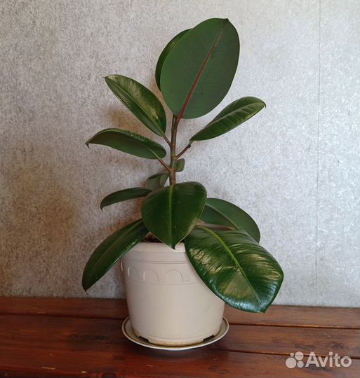Фикус каучуконосный. Молодой и красивый