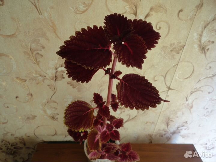 Колеус (крапивка)