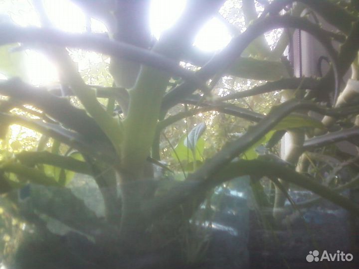 Алоэ лекарственное 5лет