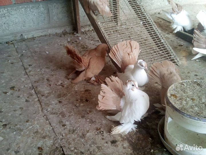 Голуби и попугаи