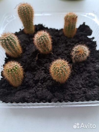 Кактусы 7шт