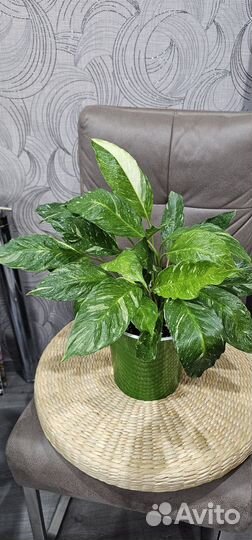 Спатифиллум джемени