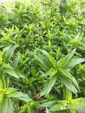 Садовые многолетники.,Мелисса,гвоздика