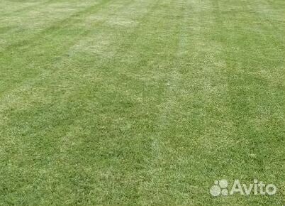 Газон от производителя