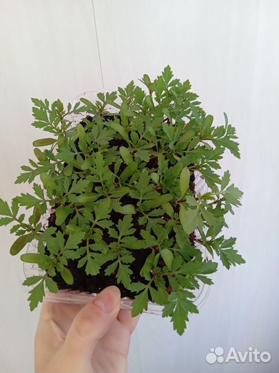 Семена прострела