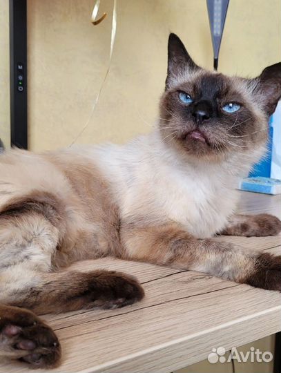 Солидный котик Морис в добрые руки
