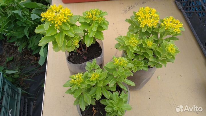 Очиток Султан