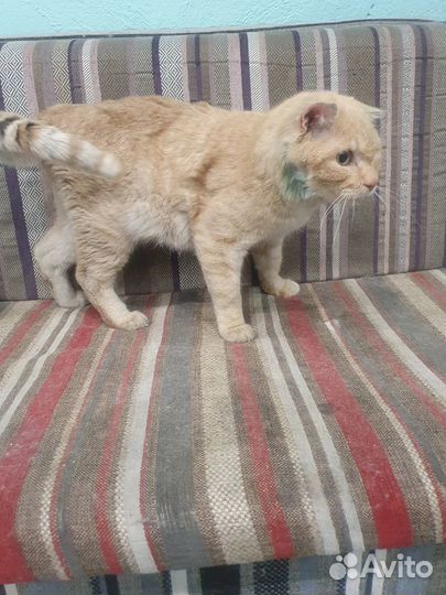 Особенный котик